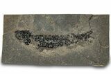 Devonian Lobed-Fin Fish (Osteolepis) Fossil - Scotland #319622-1